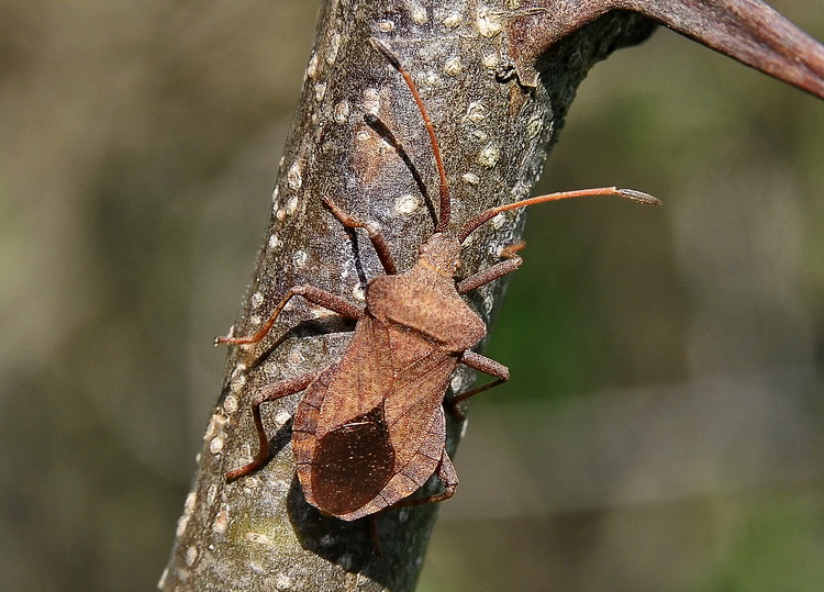 Coreidae: Coreus marginatus della Toscana (FI)